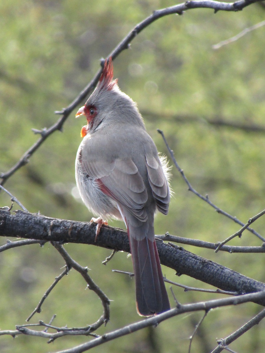 Pyrrhuloxia - ML646099084