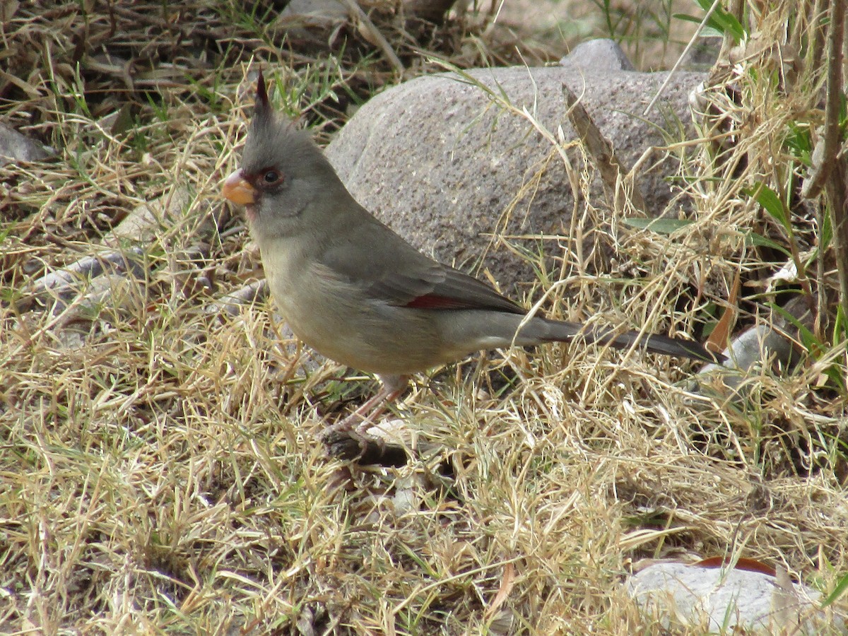 Pyrrhuloxia - ML646099086