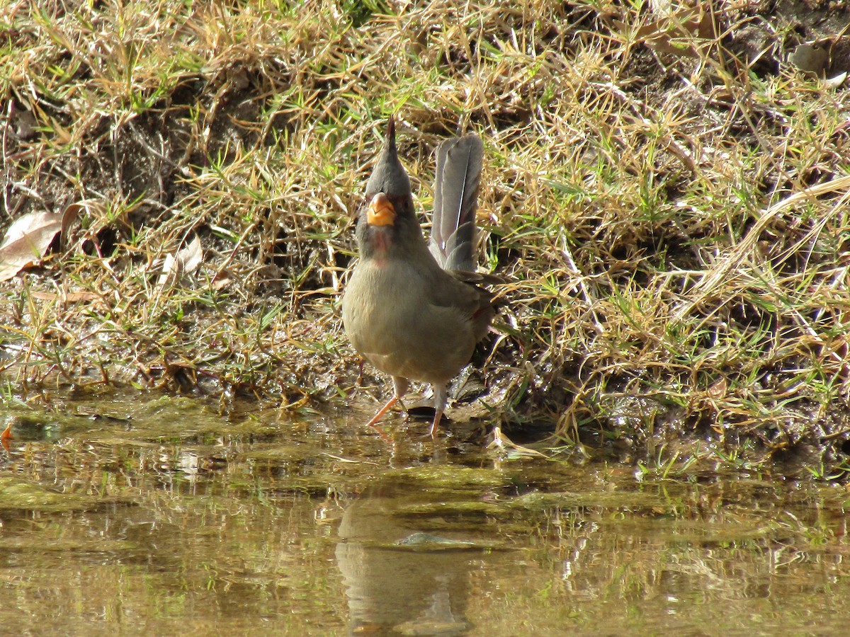 Pyrrhuloxia - ML646099088