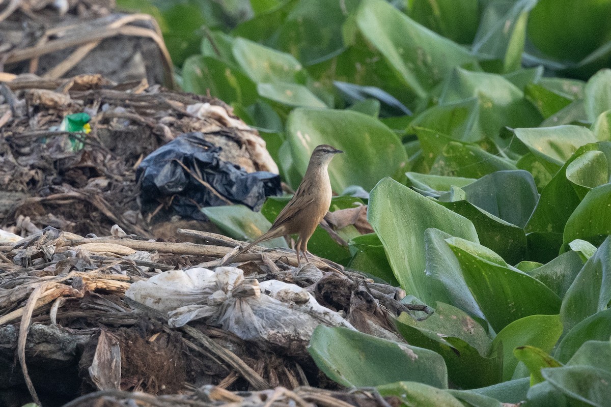 Striated Grassbird - ML646099092