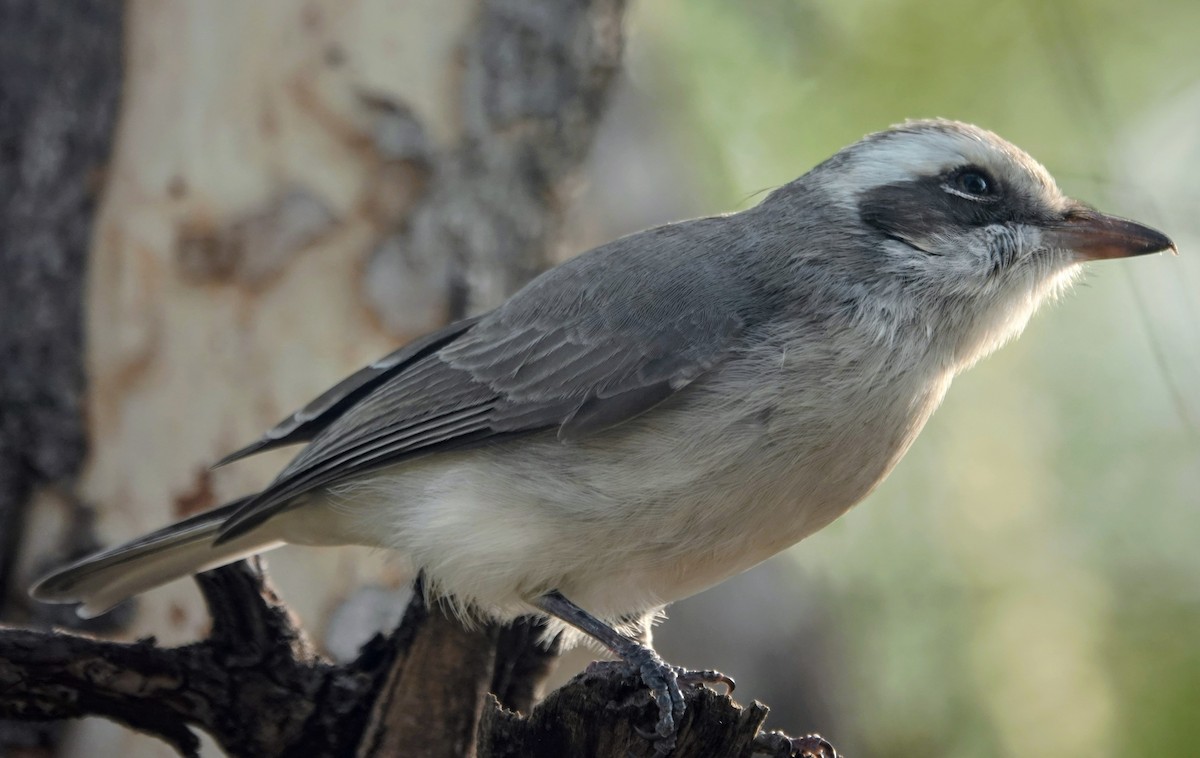 Common Woodshrike - ML646099094