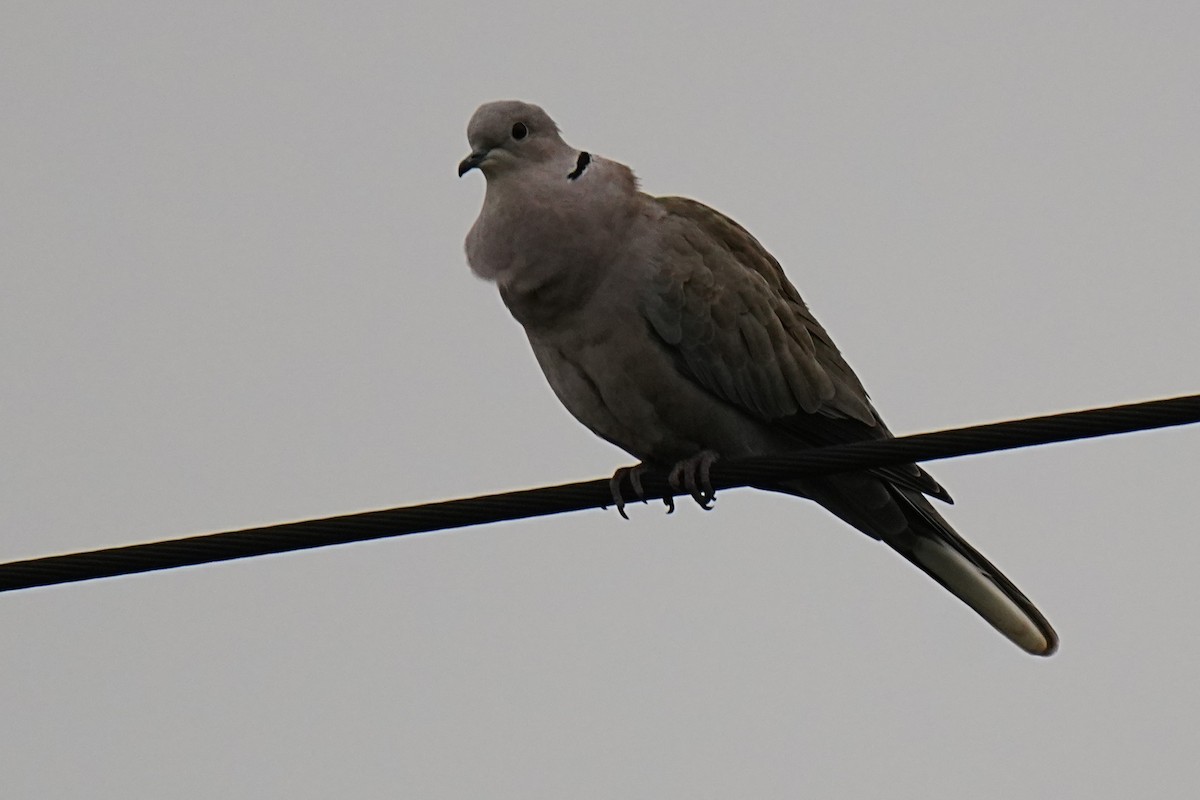 Eurasian Collared-Dove - ML646099095
