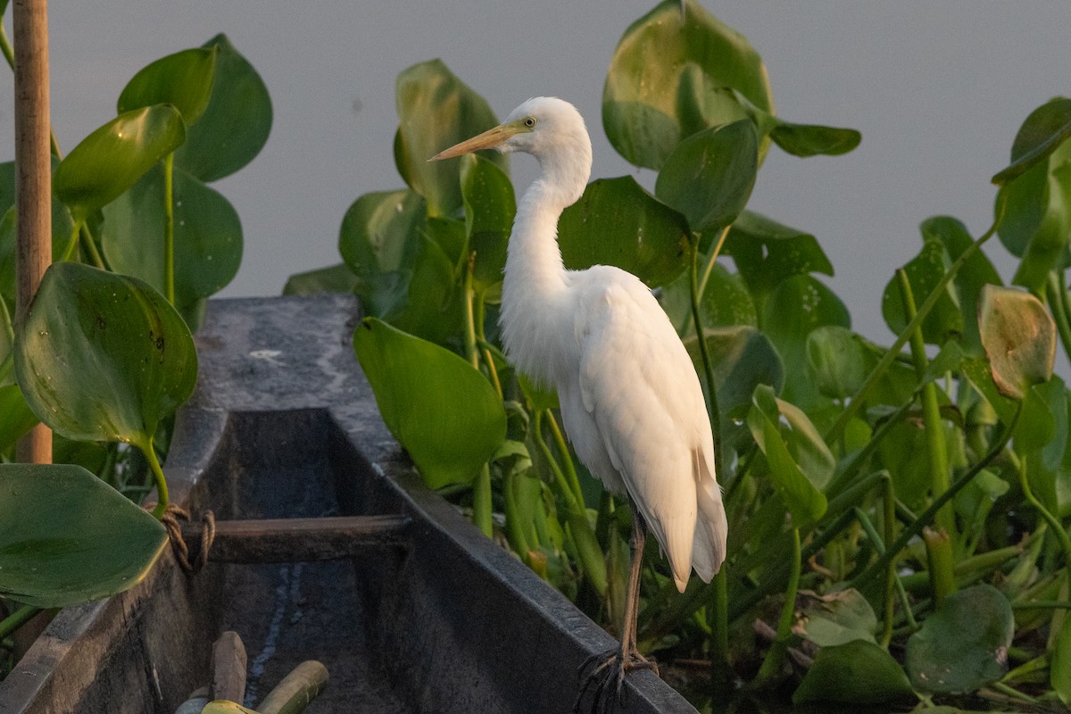 Medium Egret - ML646099096