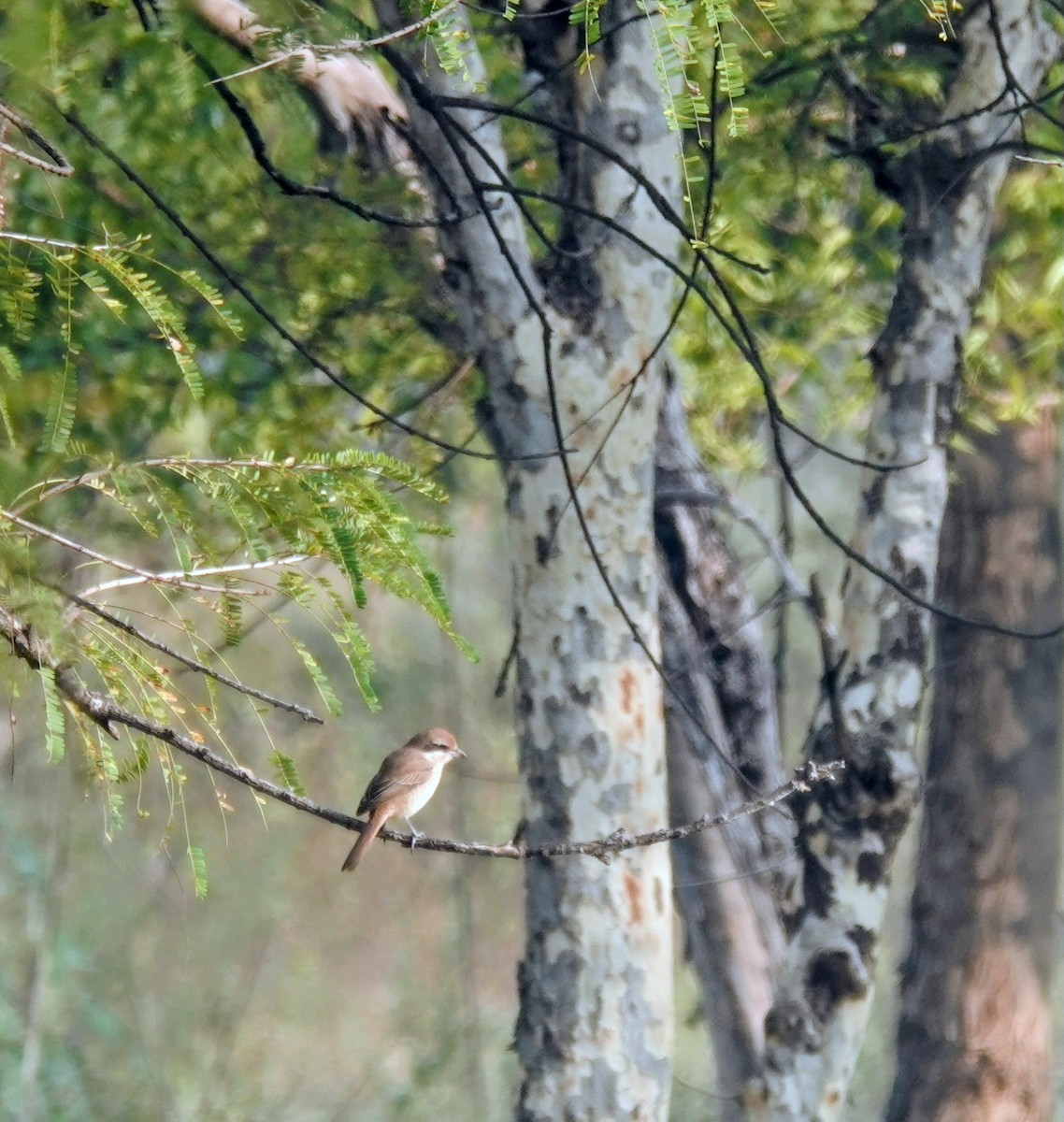 紅尾伯勞 - ML646099098