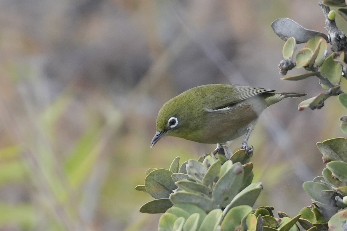 Окулярник японський - ML646099099