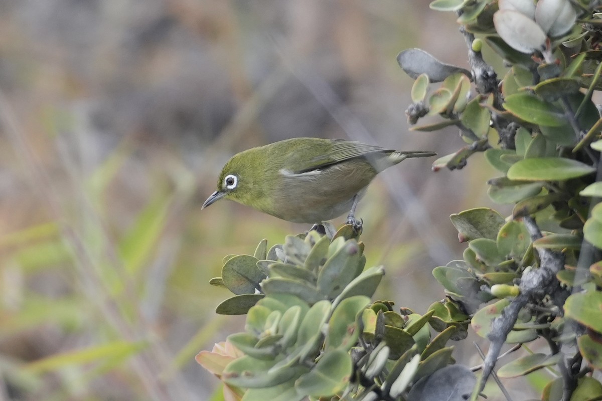 Окулярник японський - ML646099100