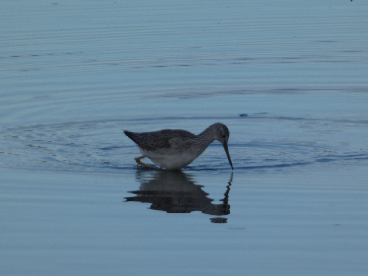 Greater Yellowlegs - ML646099101