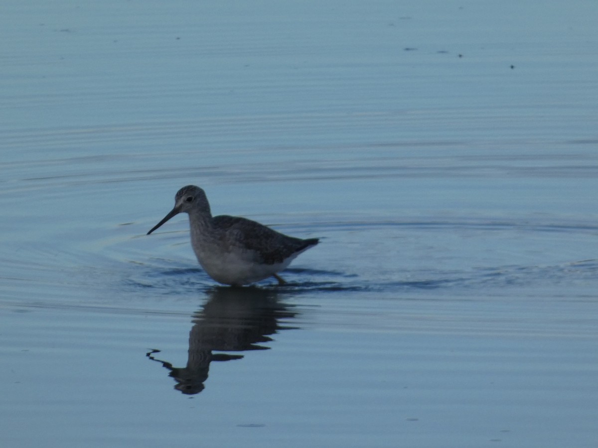 Greater Yellowlegs - ML646099102