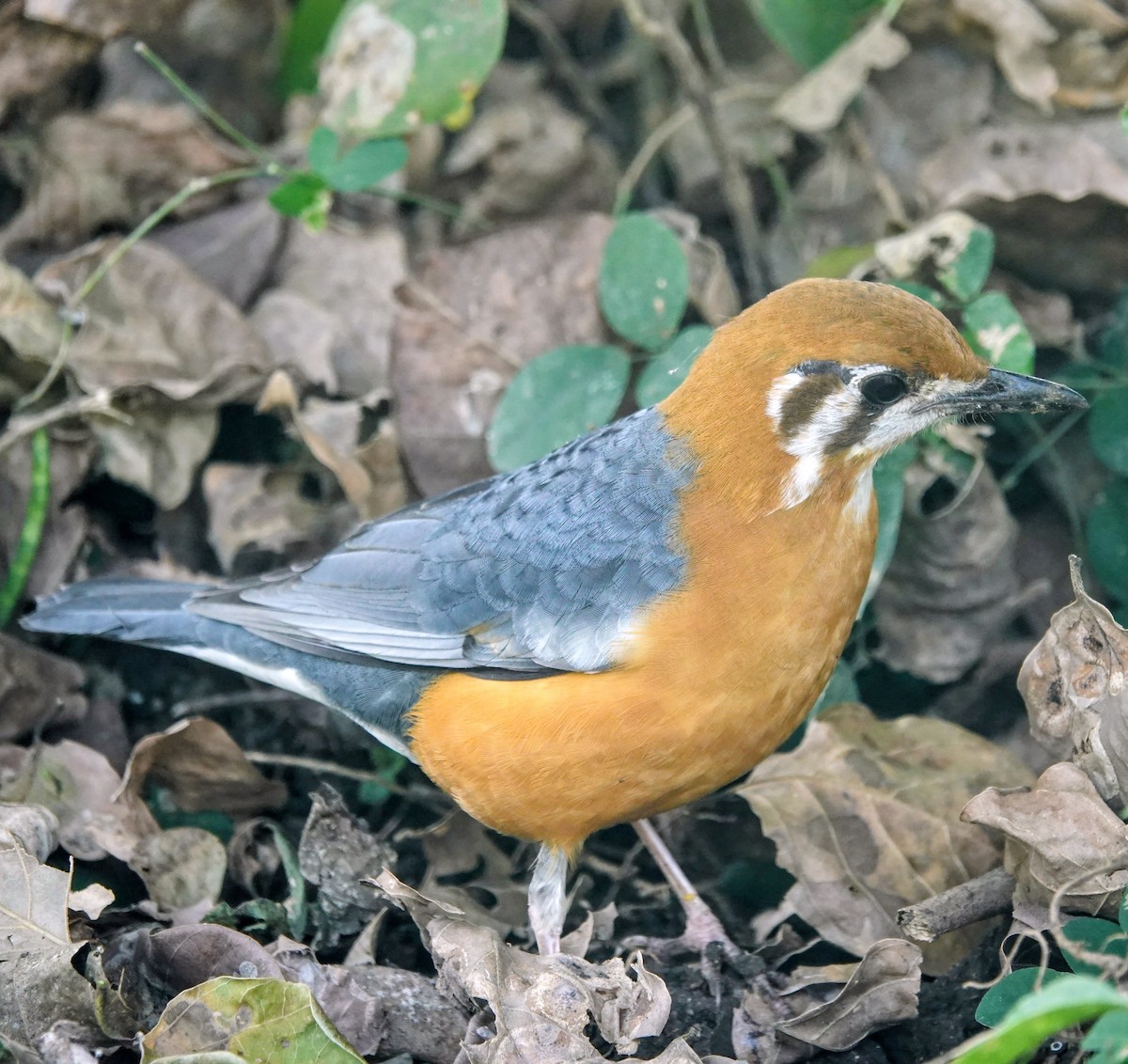 橙頭地鶇 - ML646099103