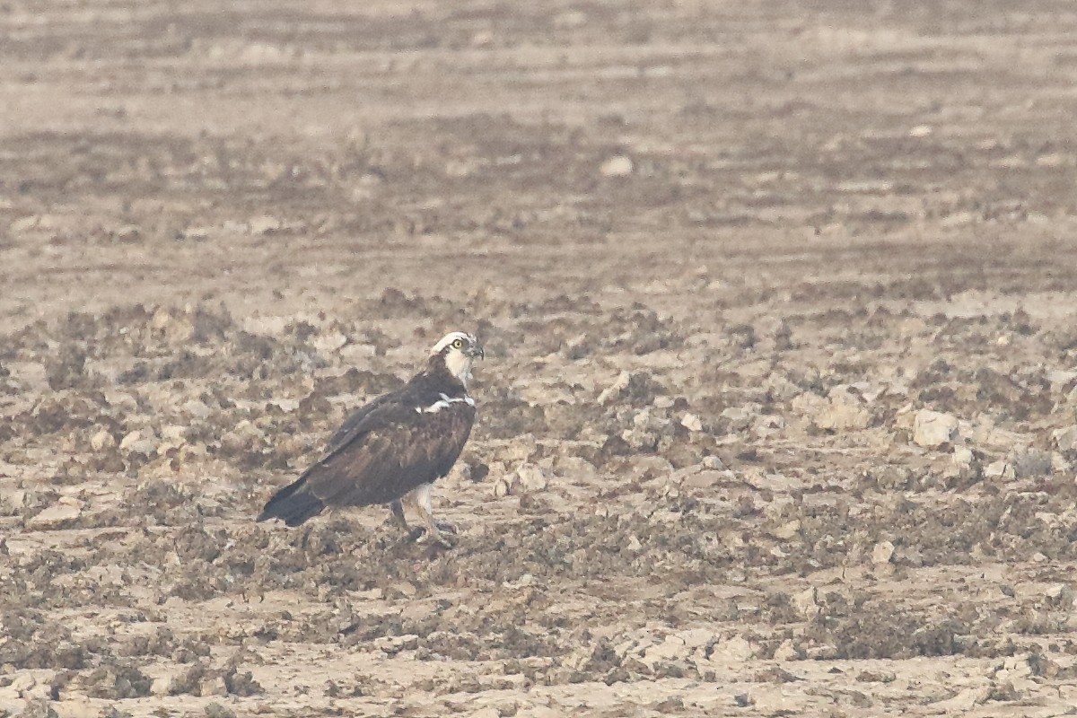 Fischadler - ML646099104