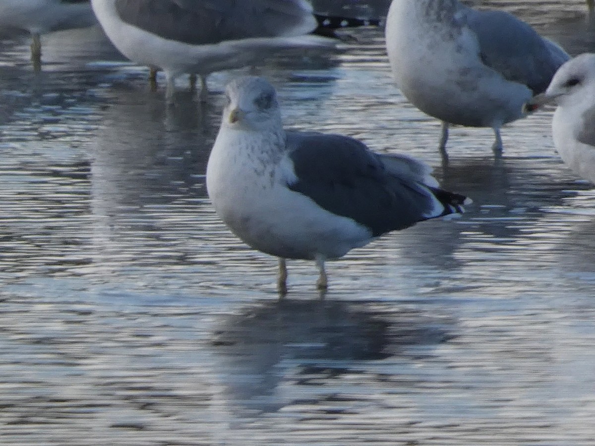 Zafferano - ML646099108