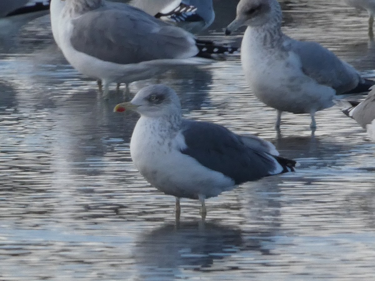 Zafferano - ML646099109