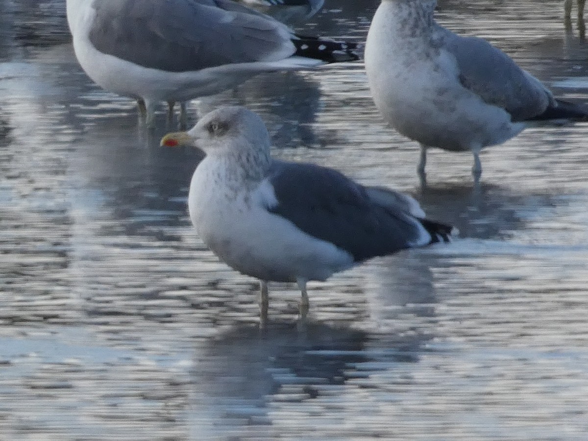 Zafferano - ML646099110