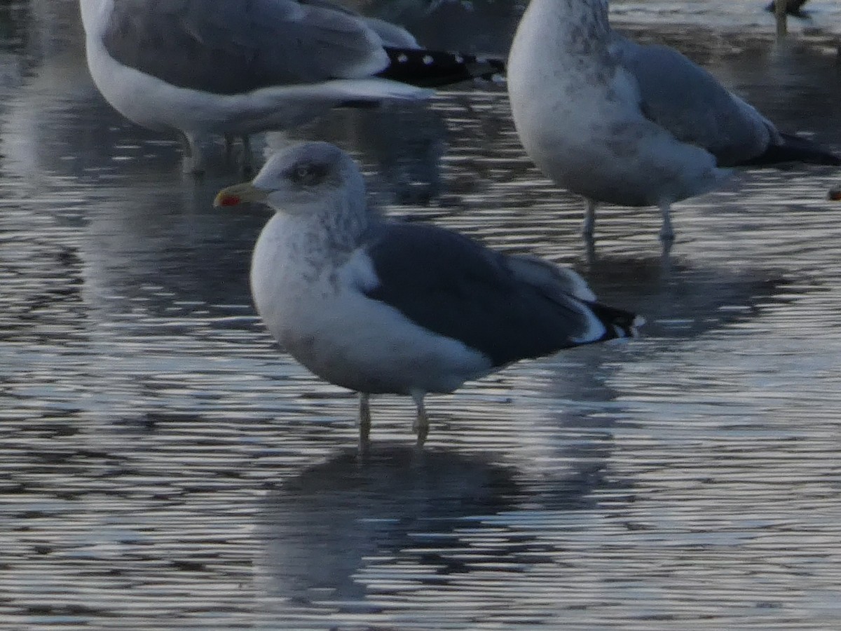 Zafferano - ML646099111