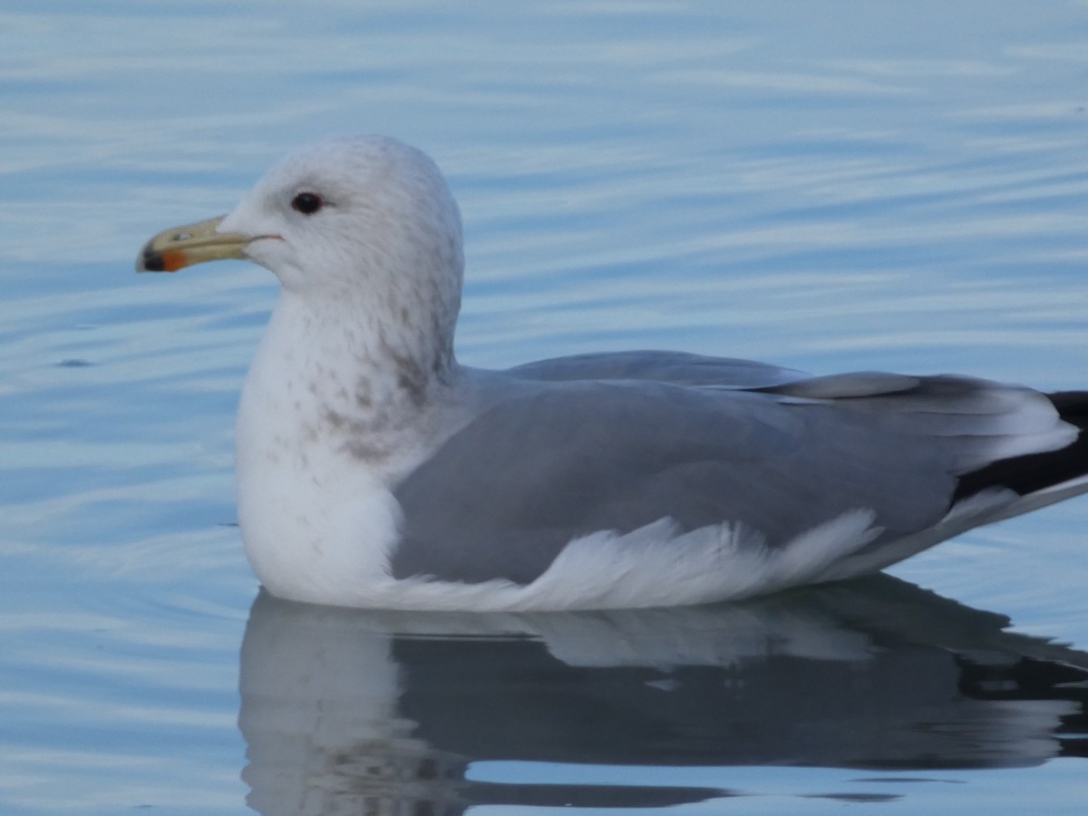 California Gull - ML646099126