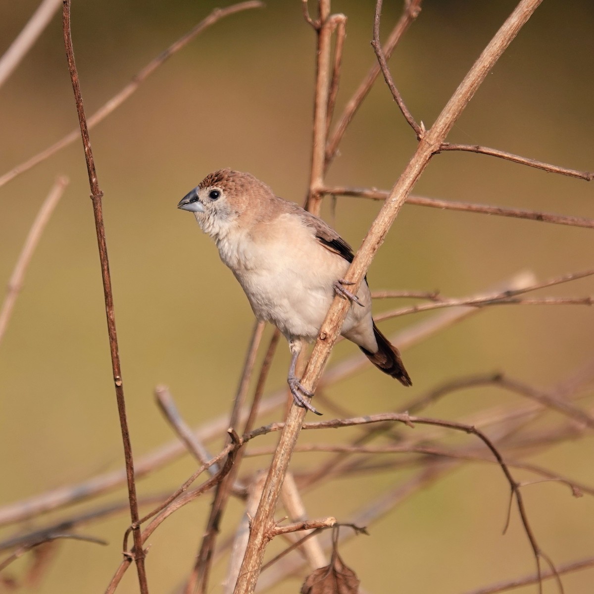 白喉文鳥 - ML646099129