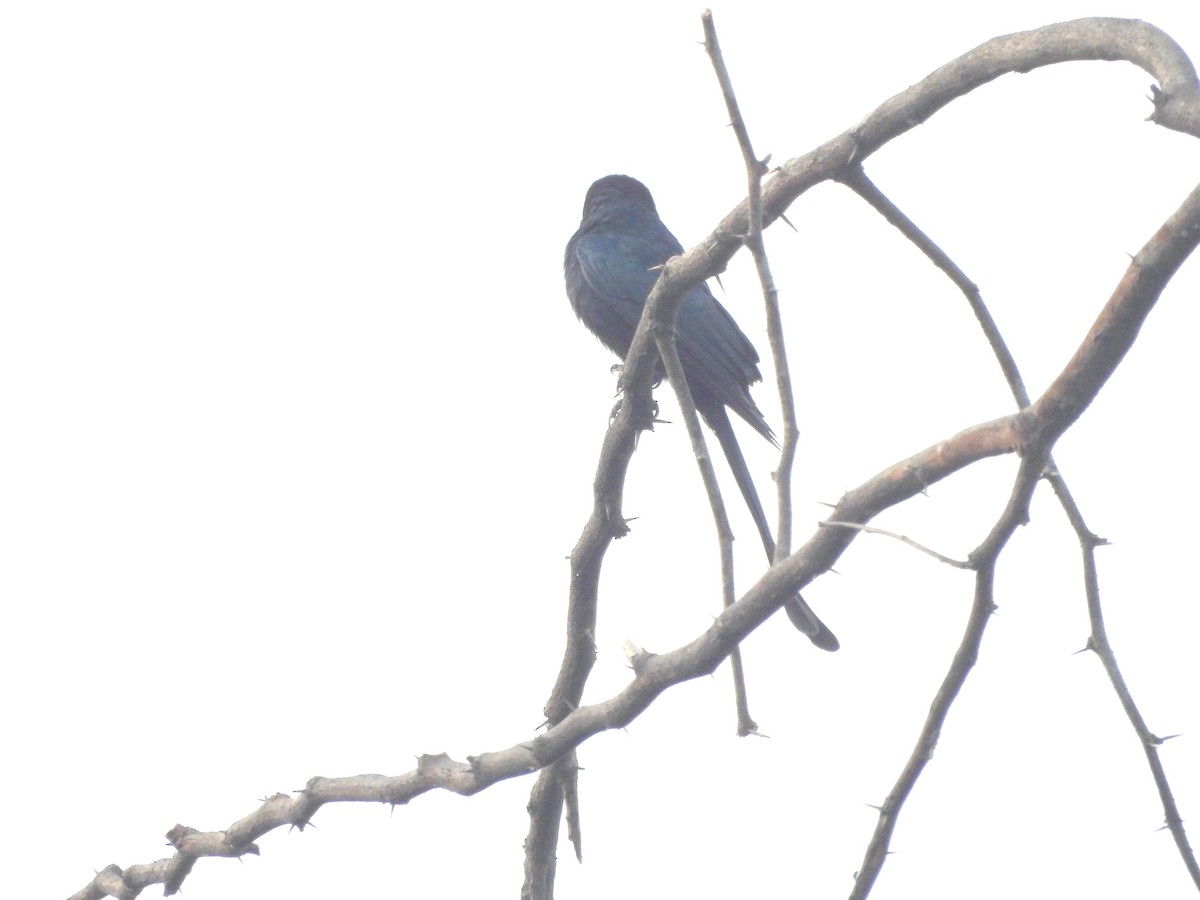 Black Drongo - ML646099130