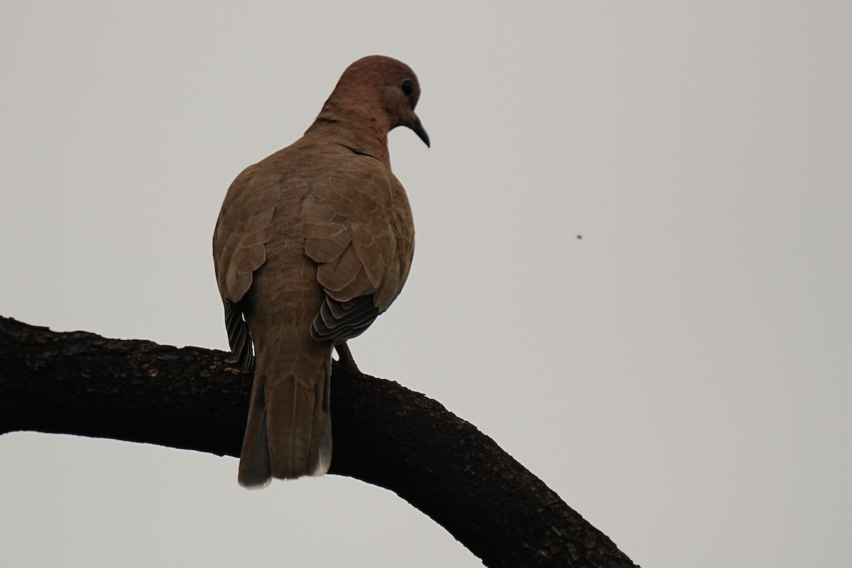 Laughing Dove - ML646099131