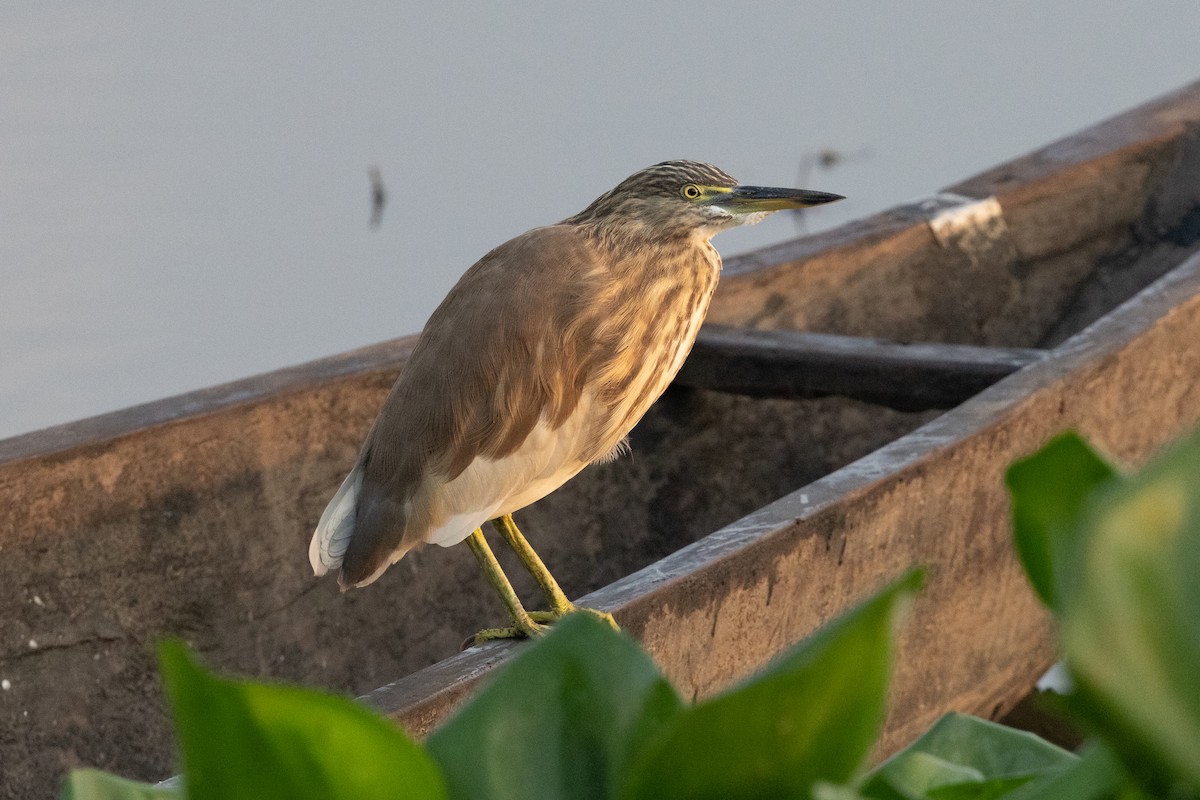 pond-heron sp. - ML646099135