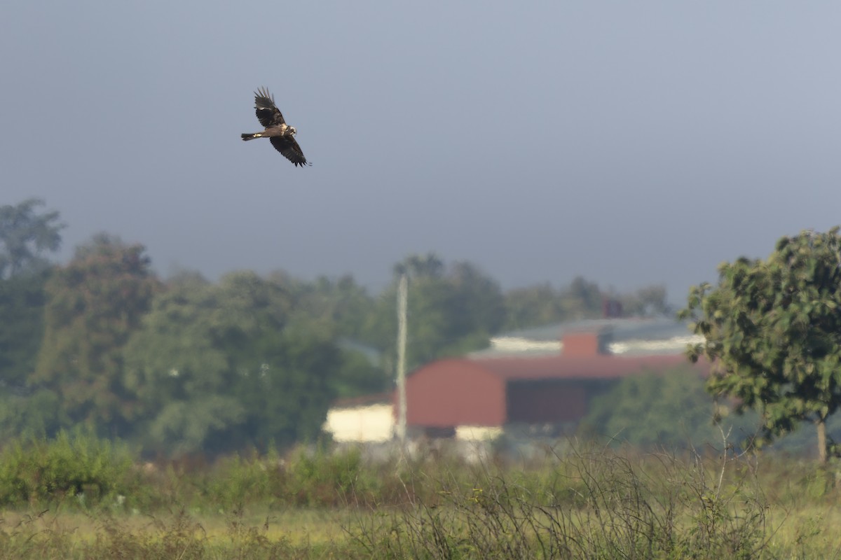 Western Marsh Harrier - ML646099136