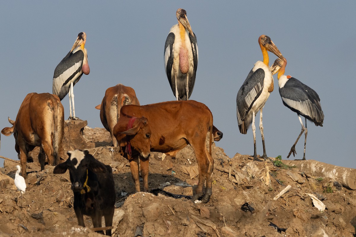 Greater Adjutant - ML646099152