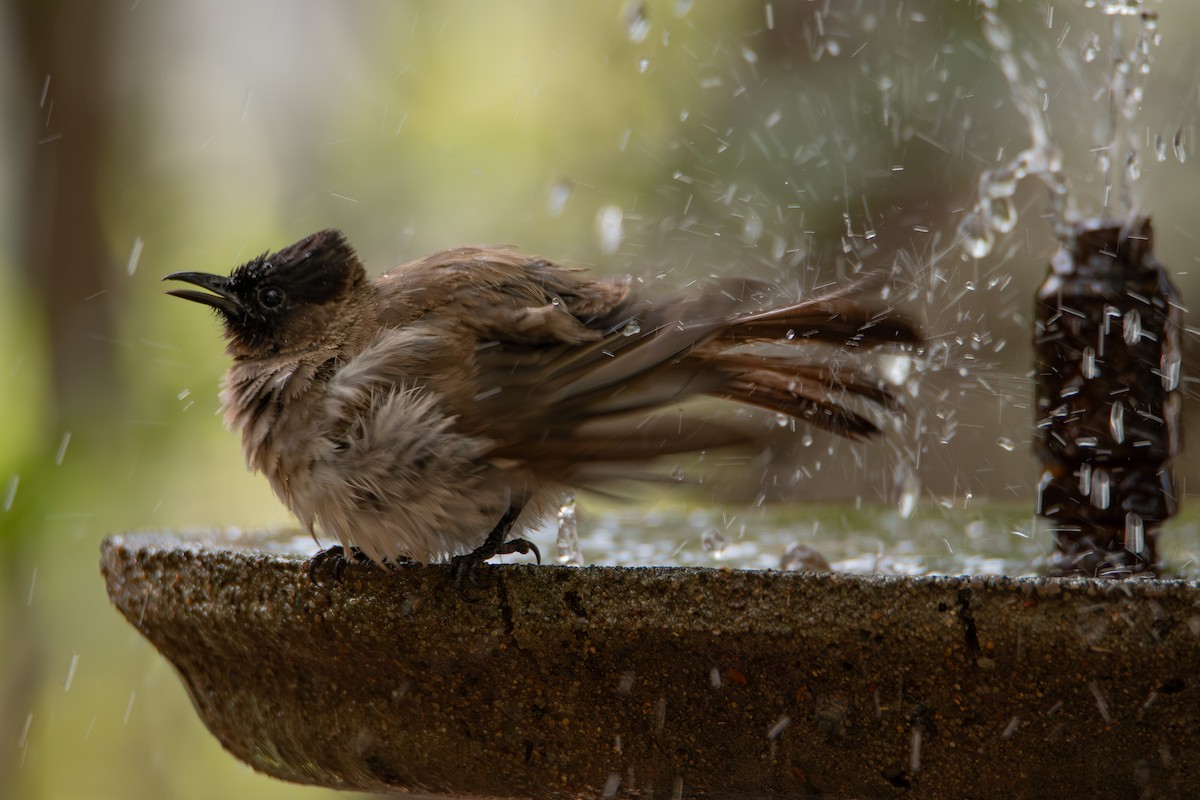 Common Bulbul (Dark-capped) - ML646099169
