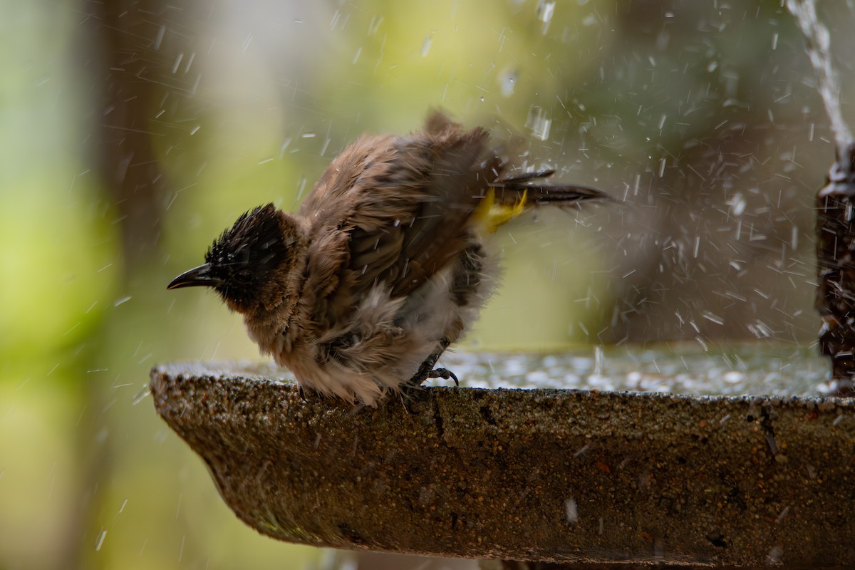 Common Bulbul (Dark-capped) - ML646099170