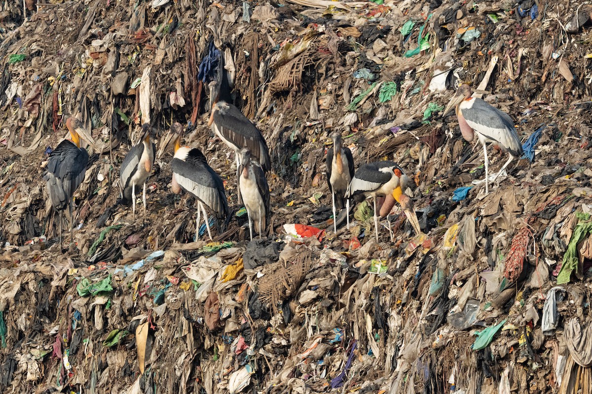 Greater Adjutant - ML646099176