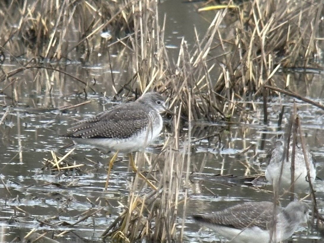Greater Yellowlegs - ML646099177