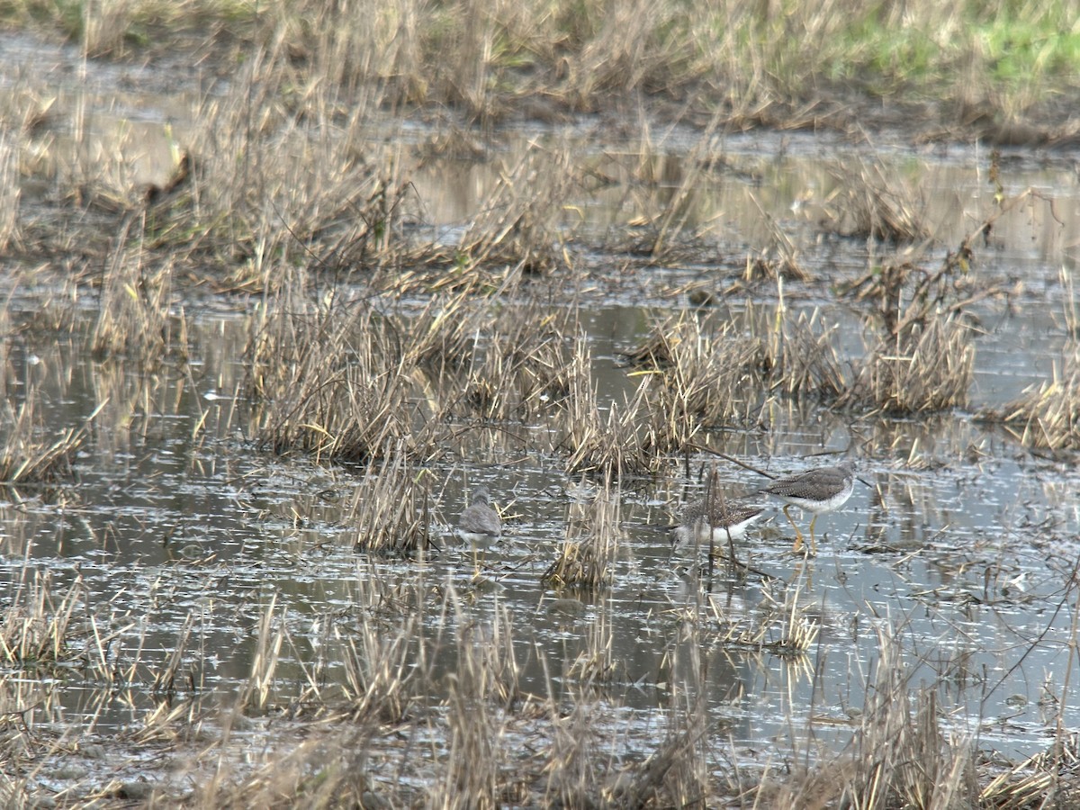 Greater Yellowlegs - ML646099178