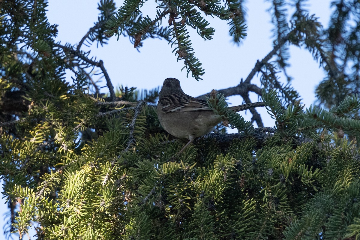 Yellow-rumped Warbler - ML646099181
