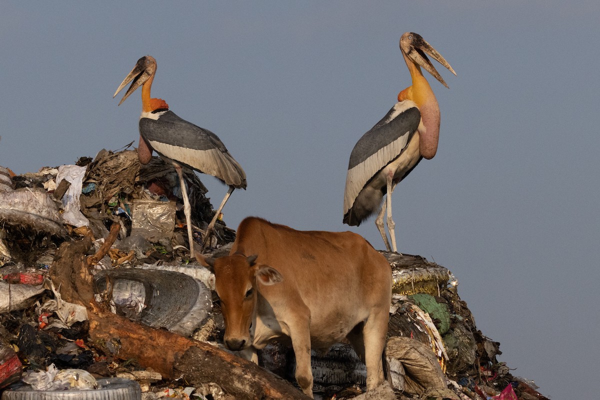 Greater Adjutant - ML646099183