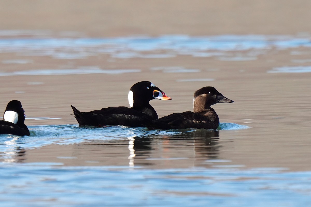 Surf Scoter - ML646099184