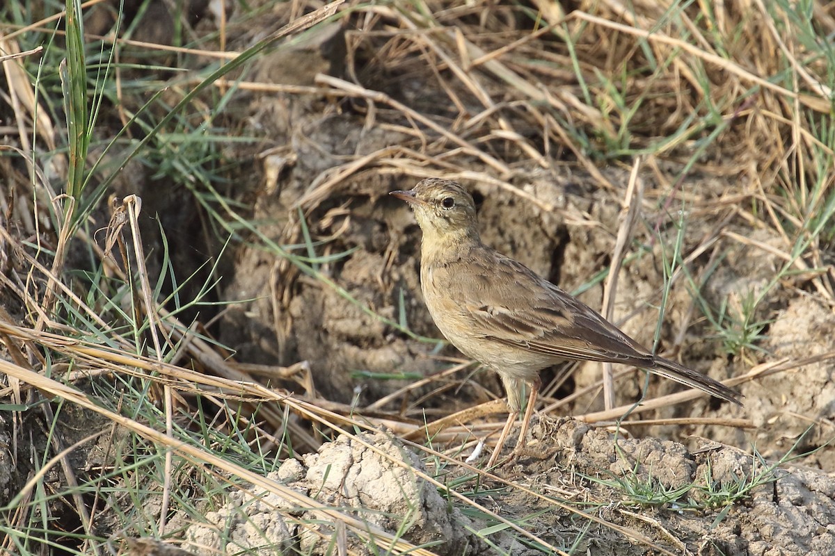 Полевой конёк - ML646099188
