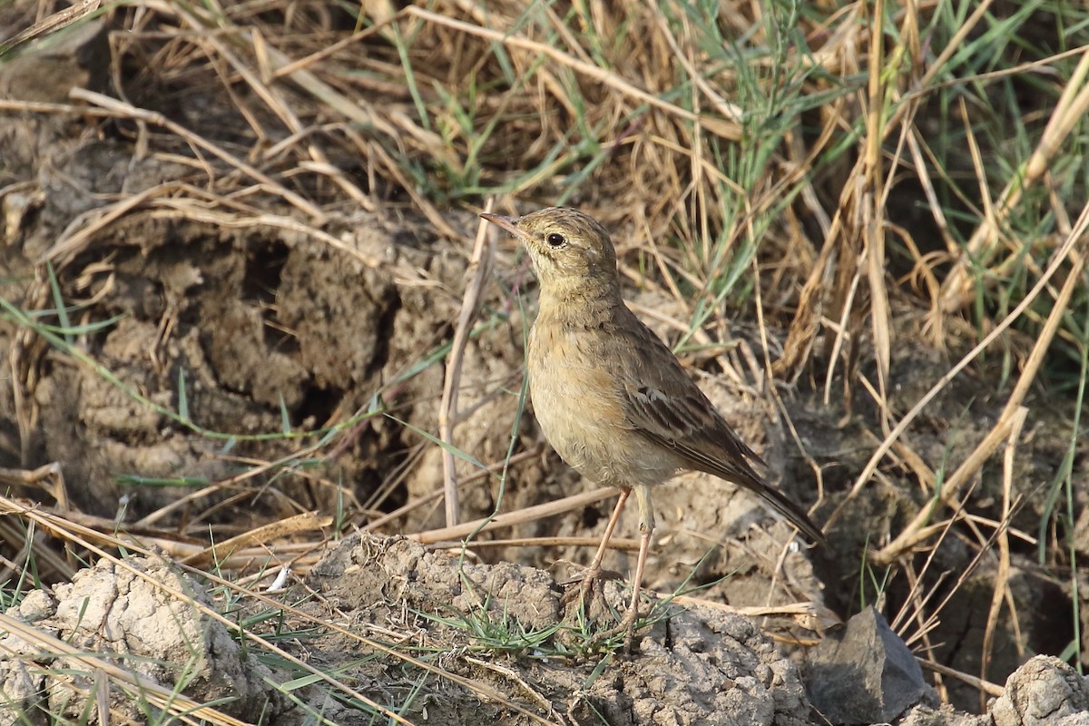 Полевой конёк - ML646099189