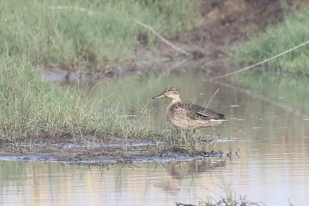 Чирок-свистунок - ML646099194