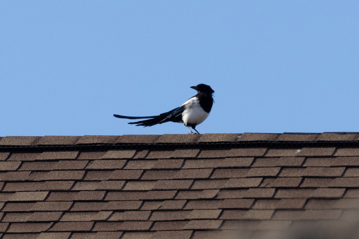 straka americká - ML646099197