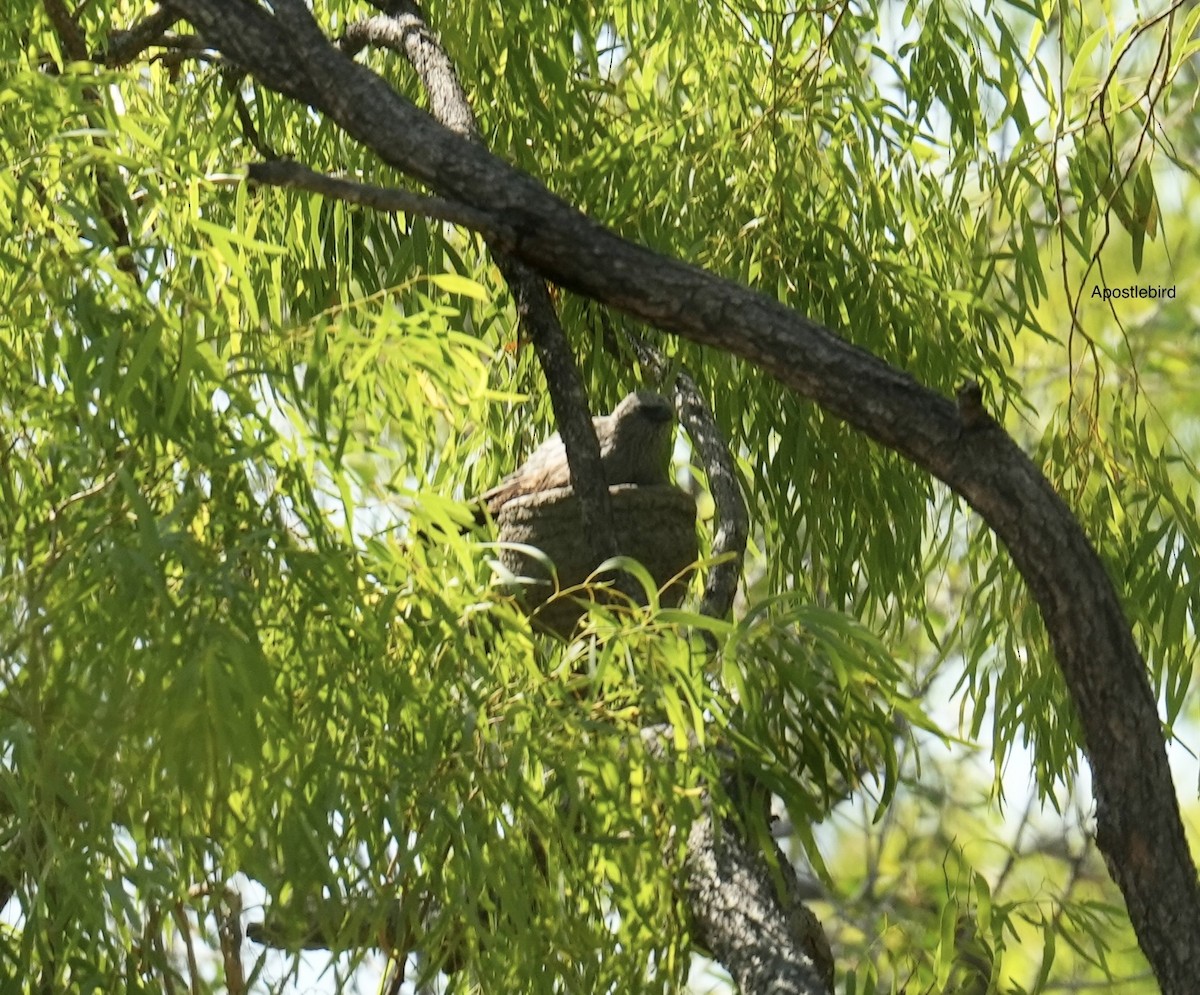 Apostlebird - ML646099206