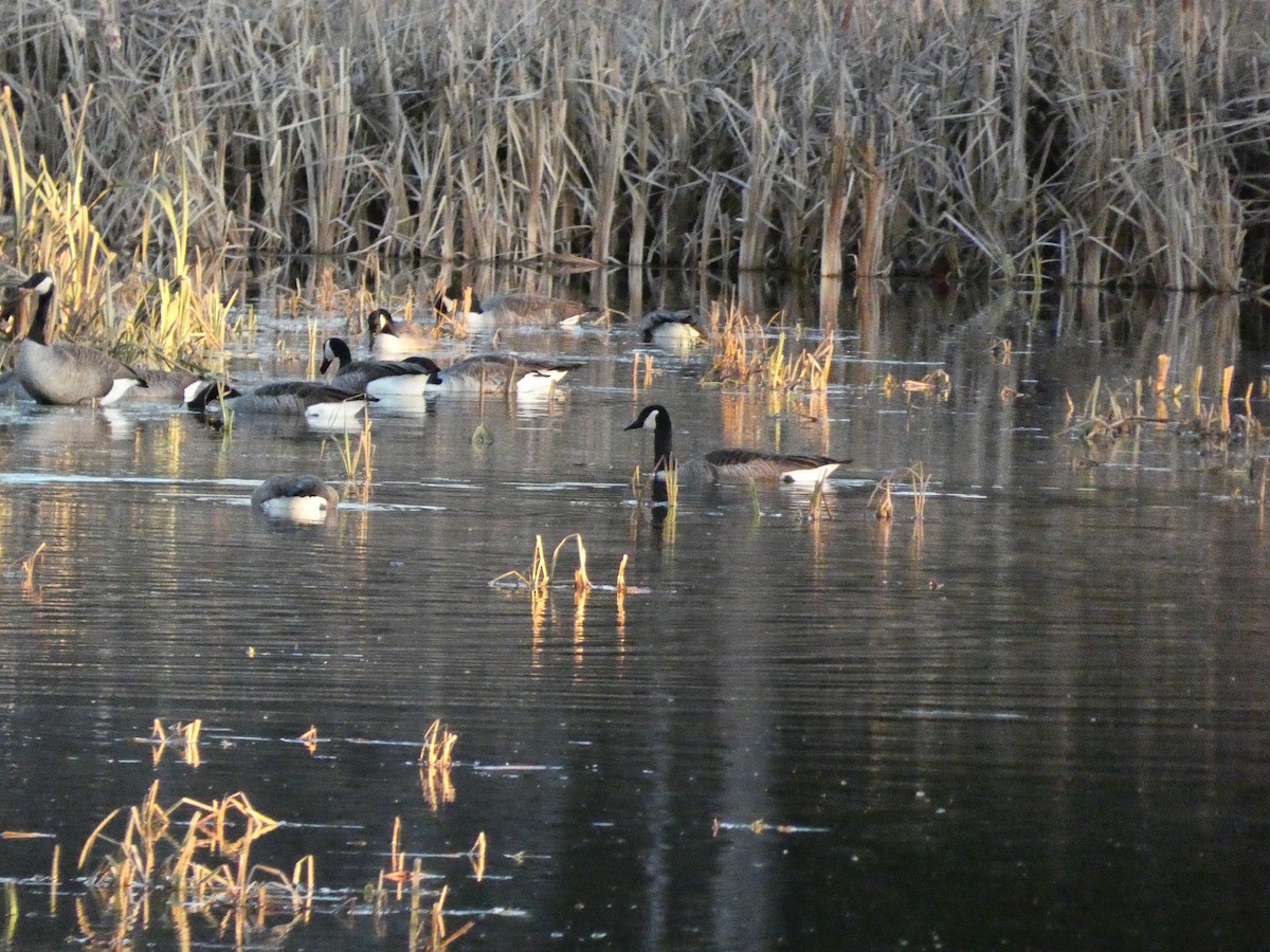 Branta kanadar handia - ML646099216