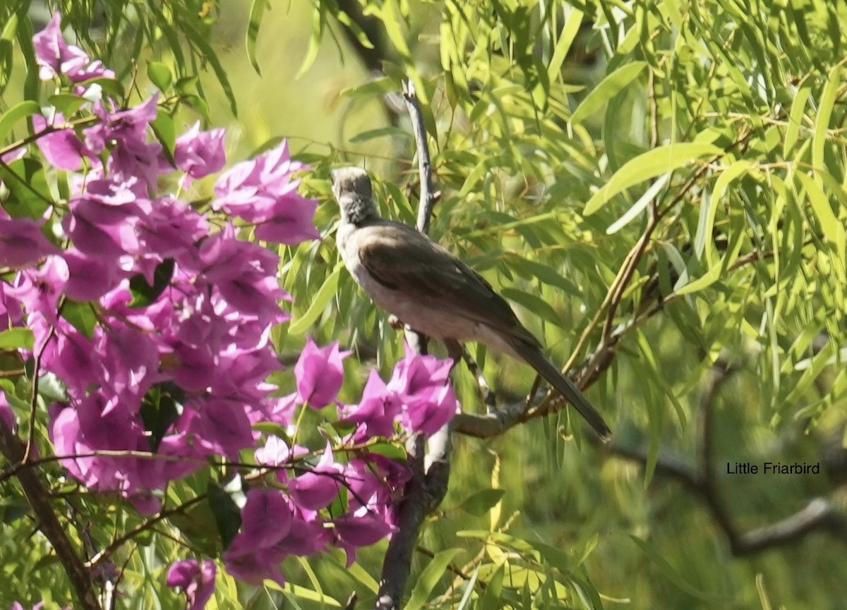 Little Friarbird - ML646099219
