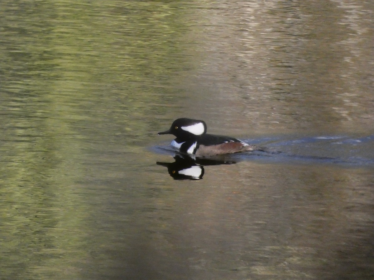 Zerra buruhandia - ML646099220