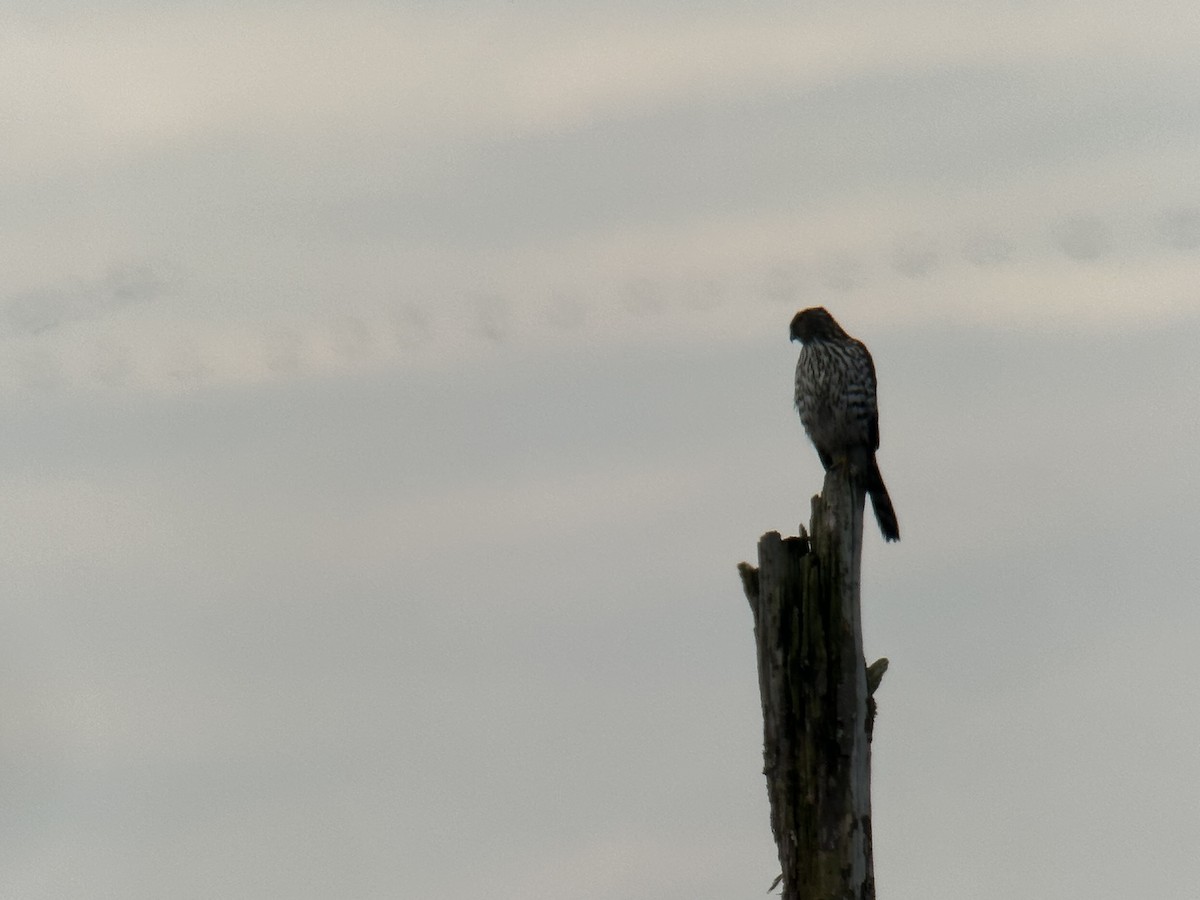 Cooper's Hawk - ML646099222