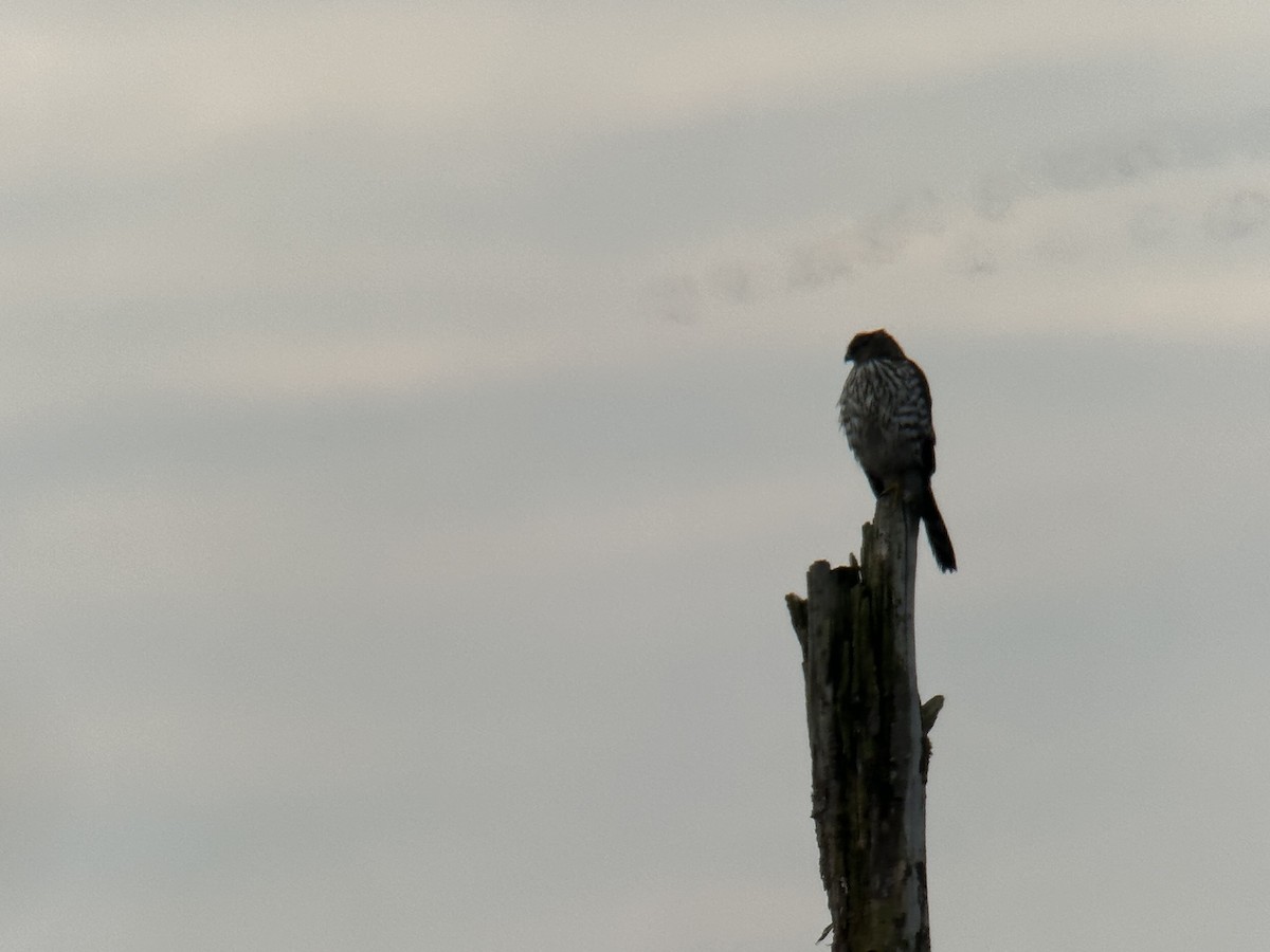 Cooper's Hawk - ML646099223