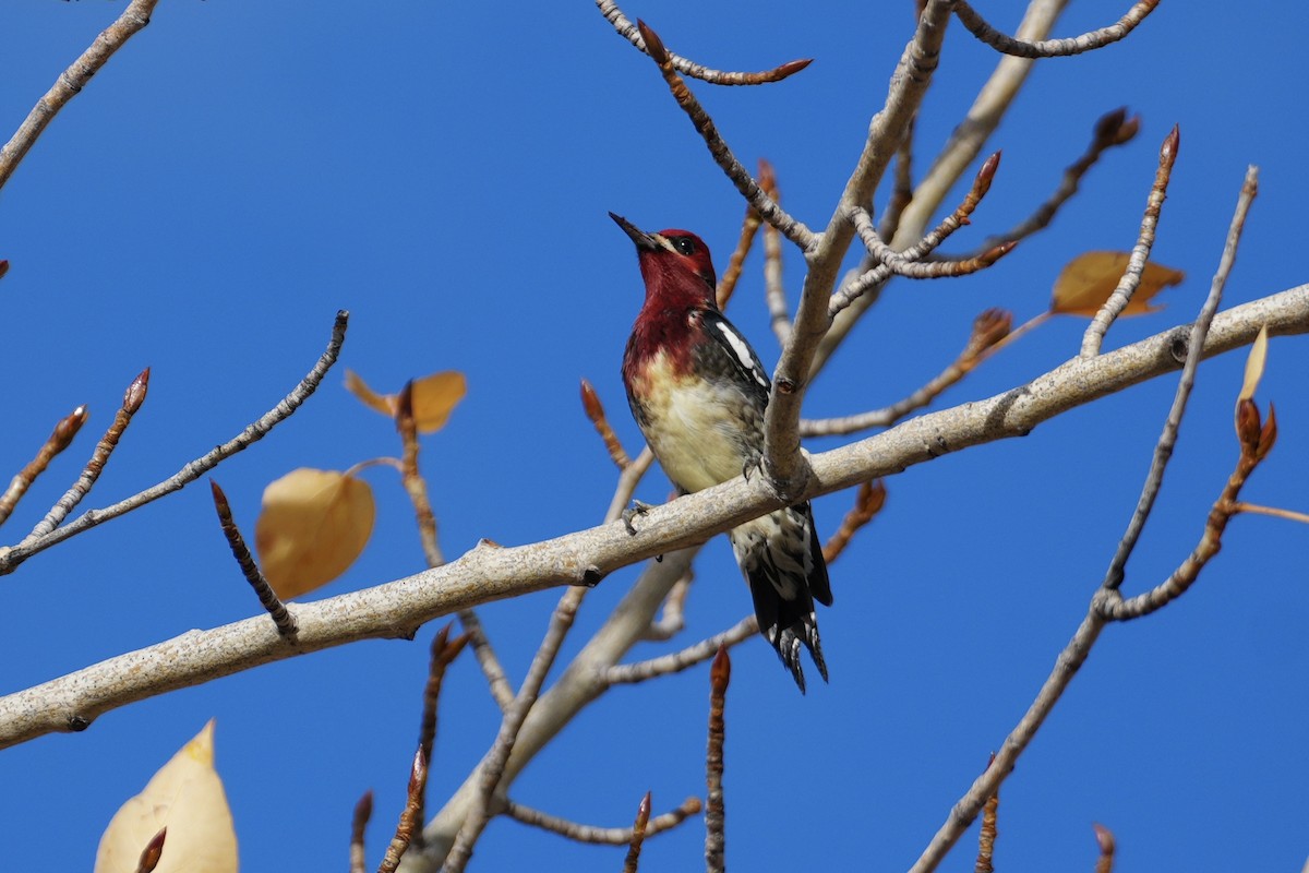 Red-breasted Sapsucker - ML646099241
