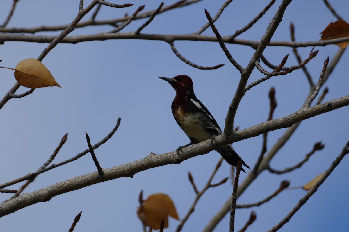 Red-breasted Sapsucker - ML646099242