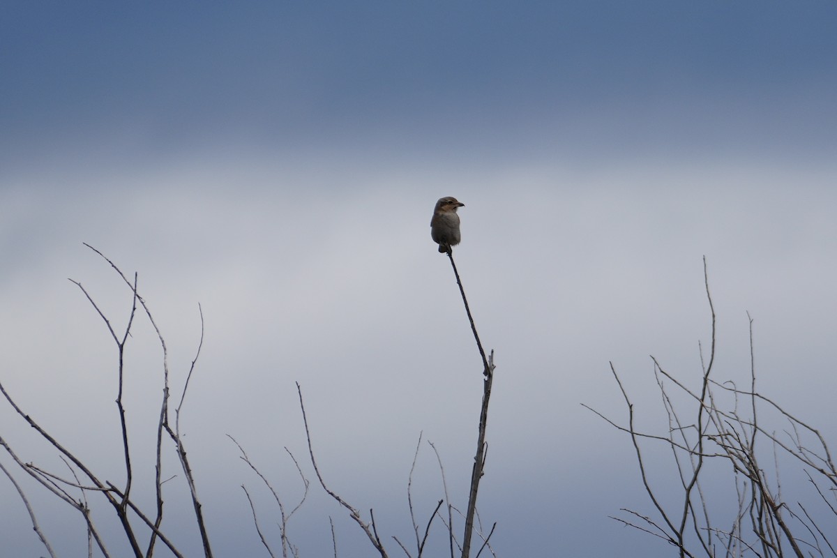 Northern Shrike - ML646099268