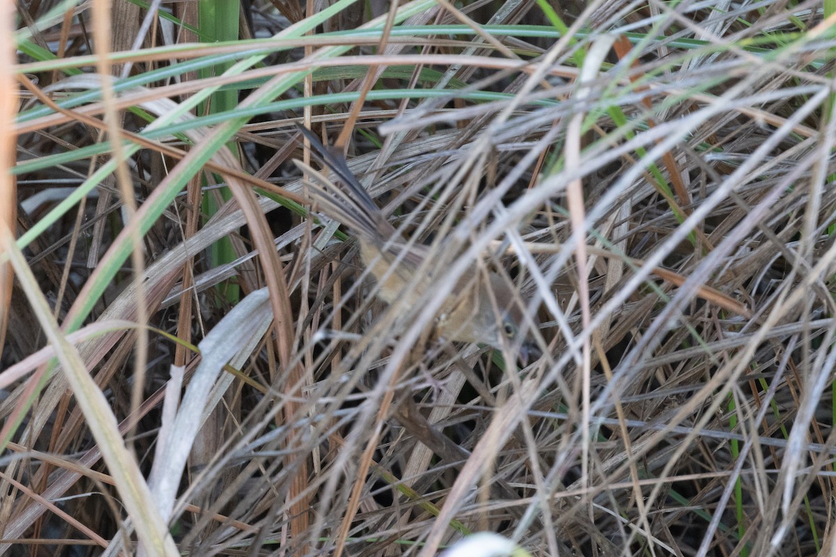 Jerdon's Babbler - ML646099285