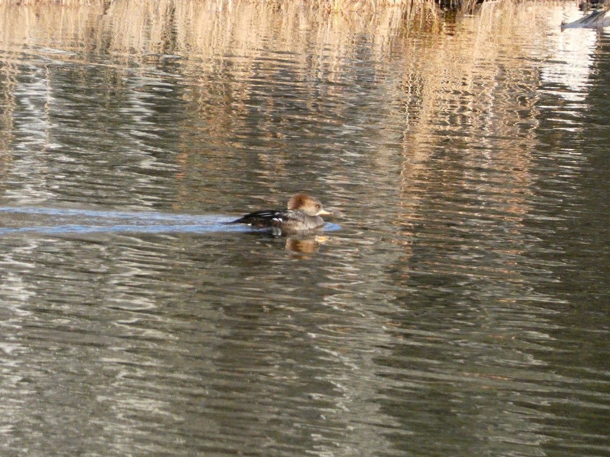 Zerra buruhandia - ML646099286