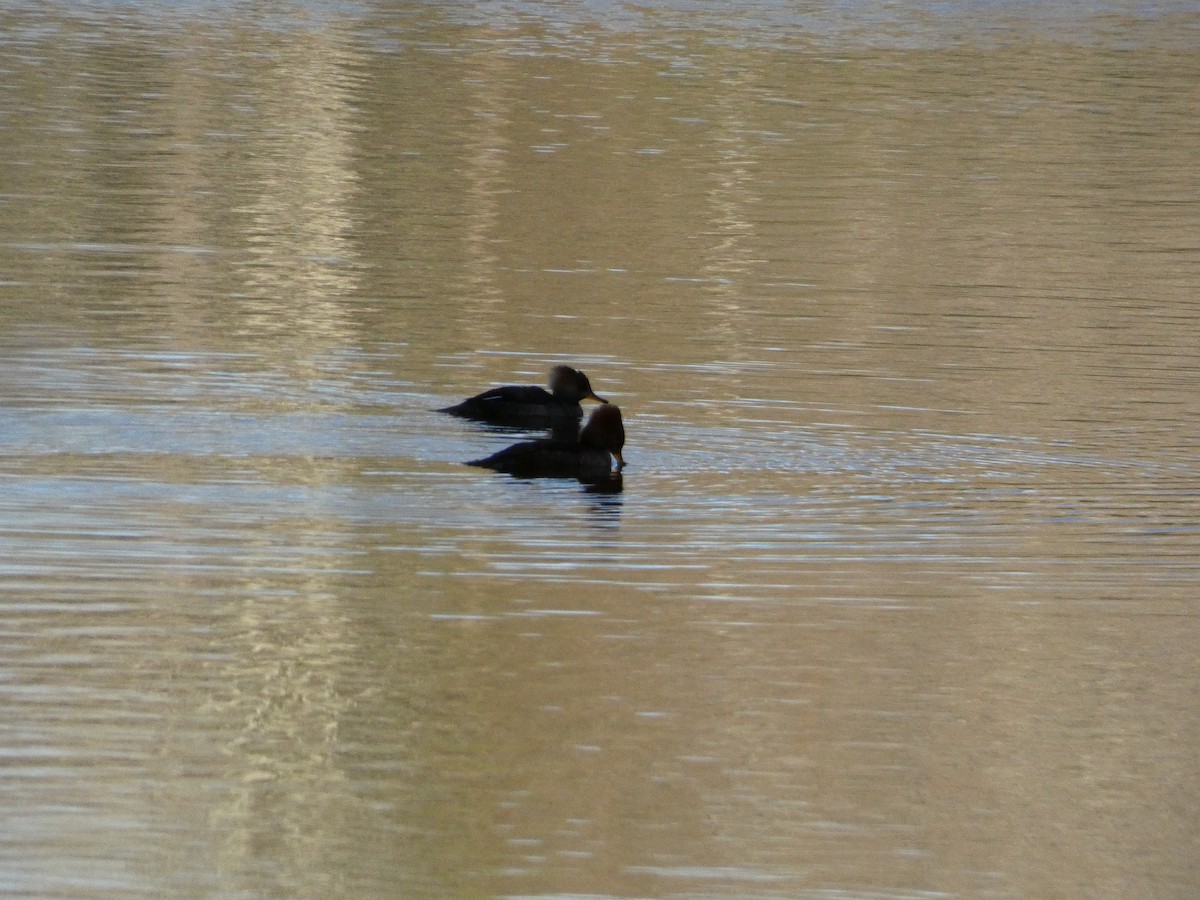 Zerra buruhandia - ML646099288