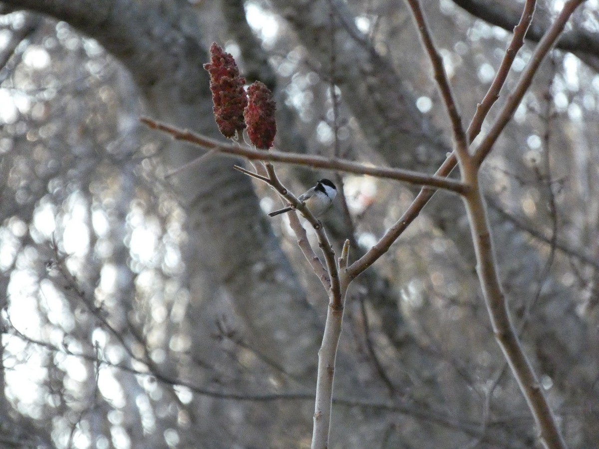 Black-capped Chickadee - ML646099290